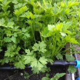 Zašto lišće peršuna požuti i šta učiniti